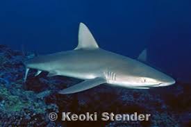 Image result for Carcharhinus galapagensis