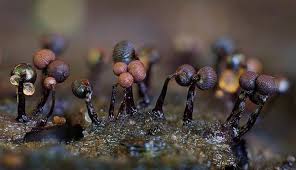 Attēlu rezultāti vaicājumam “Cribraria cancellata young”