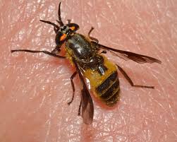 Attēlu rezultāti vaicājumam “Chrysops”