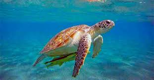 Image result for Caretta caretta