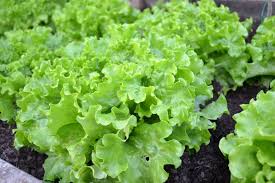 Image result for Pflücksalat