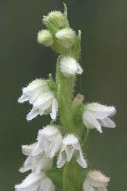 Attēlu rezultāti vaicājumam “Goodyera repens bud”