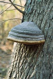 Attēlu rezultāti vaicājumam “Fomes fomentarius”