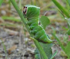 Attēlu rezultāti vaicājumam “Cerura vinula imago”