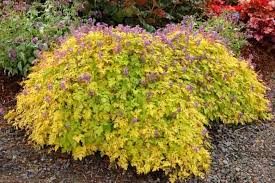 Attēlu rezultāti vaicājumam “Enteridium corticatum”