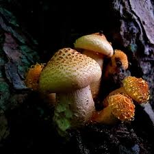 Attēlu rezultāti vaicājumam “Lentinus lepideus”