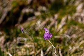 Attēlu rezultāti vaicājumam “Primula farinosa flower”