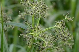 Attēlu rezultāti vaicājumam “Scirpus sylvaticus fruit”