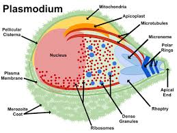 Attēlu rezultāti vaicājumam “Dianema depressum plasmodium”