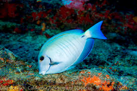 Image result for Acanthurus chirurgus