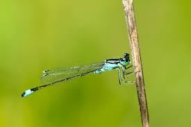 Attēlu rezultāti vaicājumam “Coenagrion armatum female”