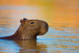 Attēlu rezultāti vaicājumam “Hydrochoerus hydrochaeris”