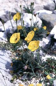 Image result for Alpenmohn
