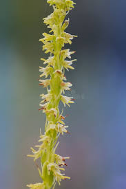 Attēlu rezultāti vaicājumam “Herminium monorchis”