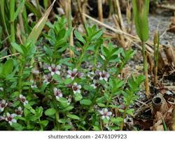 Attēlu rezultāti vaicājumam “Glaux maritima leaf”