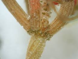 Attēlu rezultāti vaicājumam “Chara tomentosa”