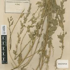 Attēlu rezultāti vaicājumam “Chenopodium acerifolium”