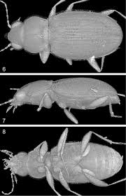 Attēlu rezultāti vaicājumam “Bembidion sp.”