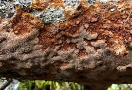 Attēlu rezultāti vaicājumam “Phellinus ferrugineofuscus”