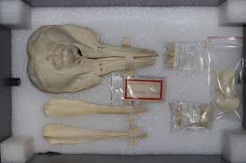 Image result for Leucopleurus acutus