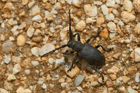 Attēlu rezultāti vaicājumam “Lamia textor”