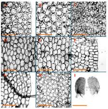 Attēlu rezultāti vaicājumam “Jungermannia hyalina”
