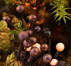 Attēlu rezultāti vaicājumam “Lamproderma pulchellum spores”