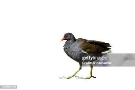 Image result for Gallinula chloropus