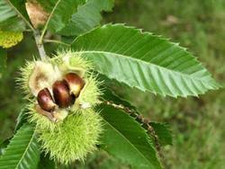 Attēlu rezultāti vaicājumam “Castanea sativa”
