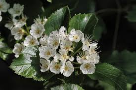 Attēlu rezultāti vaicājumam “Crataegus macracantha flower”