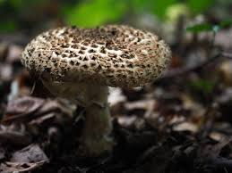 Attēlu rezultāti vaicājumam “Enerthenema papillatum young”