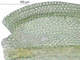 Attēlu rezultāti vaicājumam “Pseudoleskeella nervosa”