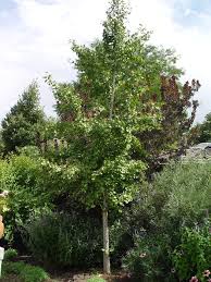 Attēlu rezultāti vaicājumam “Ginkgo biloba leaf”