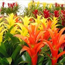 Картинки по запросу гусмания