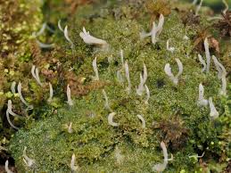 Attēlu rezultāti vaicājumam “Multiclavula mucida”