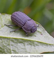 Attēlu rezultāti vaicājumam “Opatrum sabulosum”