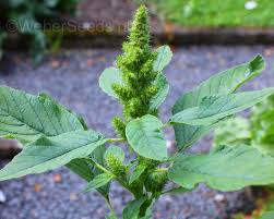 Attēlu rezultāti vaicājumam “Amaranthus retroflexus flower”