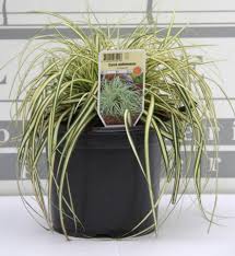 Attēlu rezultāti vaicājumam “Carex ornithopoda fruit”