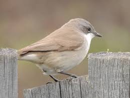 Attēlu rezultāti vaicājumam “Sylvia curruca”