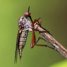 Attēlu rezultāti vaicājumam “Empididae”