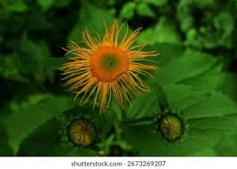 Attēlu rezultāti vaicājumam “Telekia speciosa leaf”