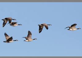 Image result for Branta canadensis