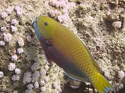 Image result for Chlorurus gibbus