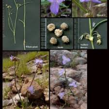 Attēlu rezultāti vaicājumam “Commelinaceae”