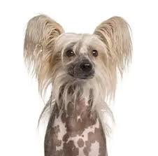 Image result for Co de Crista Chins