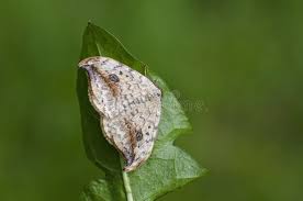 Attēlu rezultāti vaicājumam “Drepana falcataria”