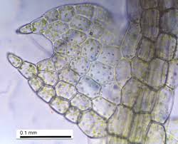 Attēlu rezultāti vaicājumam “Cephalozia lunulifolia”