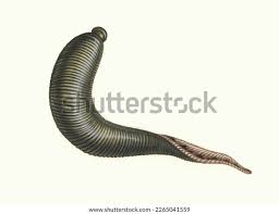 Attēlu rezultāti vaicājumam “Haemopis sanguisuga”