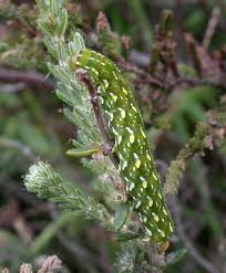 Attēlu rezultāti vaicājumam “Anarta myrtilli”