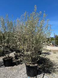 Attēlu rezultāti vaicājumam “Elaeagnus commutata”